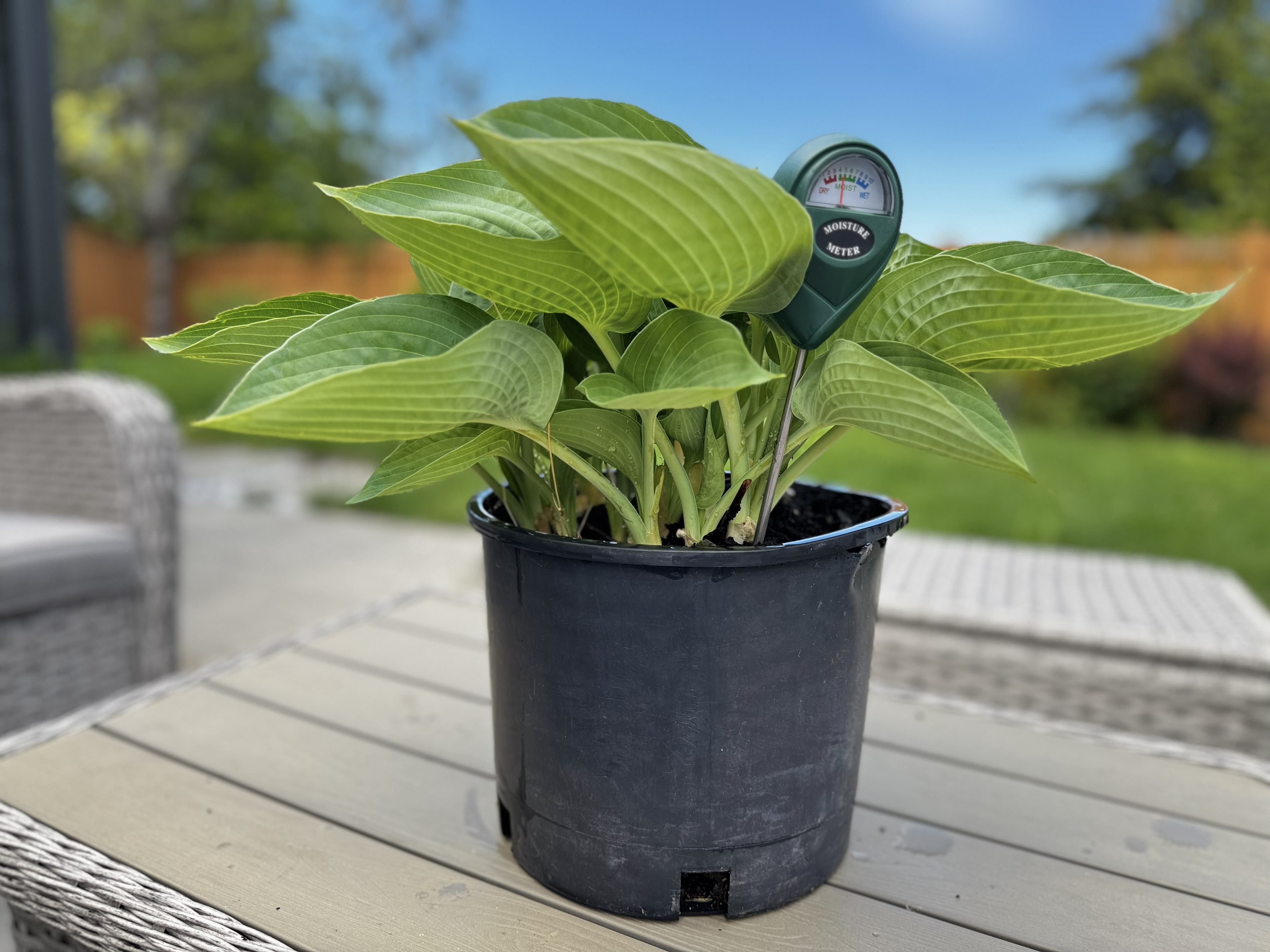 In use — indoor pot